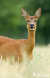 Ree (Capreolus capreolus)