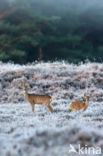 Roe Deer (Capreolus capreolus)