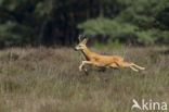 Roe Deer (Capreolus capreolus)