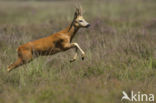 Roe Deer (Capreolus capreolus)