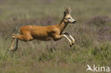 Roe Deer (Capreolus capreolus)