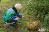 Giant Puffball (Langermannia gigantea)