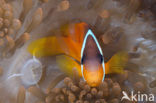 Rode Anemoonvis (Amphiprion frenatus)