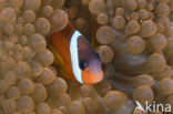 Tomato clownfish (Amphiprion frenatus)