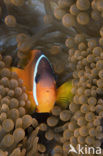 Tomato clownfish (Amphiprion frenatus)