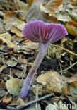 Amethyst Deceiver (Laccaria amethystina)