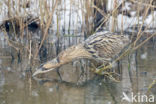 Bittern (Botaurus stellaris)