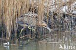 Bittern (Botaurus stellaris)