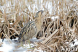 Bittern (Botaurus stellaris)