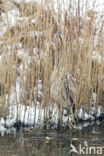 Bittern (Botaurus stellaris)