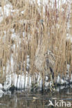 Bittern (Botaurus stellaris)