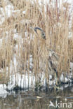 Bittern (Botaurus stellaris)