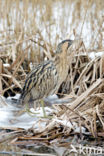 Bittern (Botaurus stellaris)