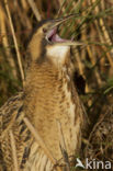 Bittern (Botaurus stellaris)