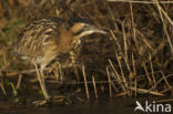 Bittern (Botaurus stellaris)