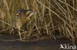 Bittern (Botaurus stellaris)