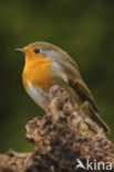 Roodborst