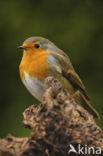Roodborst