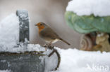 European Robin (Erithacus rubecula)