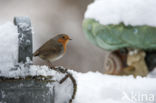 European Robin (Erithacus rubecula)