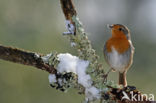 European Robin (Erithacus rubecula)