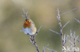 Roodborst
