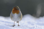 Roodborst