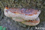 Red Banded Polypore (Fomitopsis pinicola)