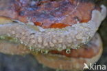Red Banded Polypore (Fomitopsis pinicola)