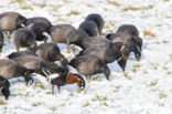 Roodhalsgans (Branta ruficollis) 