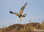 Ruigpootbuizerd (Buteo lagopus)