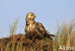 Rough-legged Buzzard (Buteo lagopus)