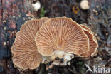 bitter Oysterling (Panellus stipticus)