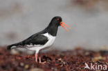 Oystercatcher (Haematopus ostralegus)