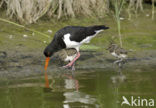 Oystercatcher (Haematopus ostralegus)