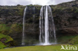 Seljalandsfoss