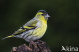 Eurasian Siskin (Carduelis spinus)