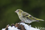 Eurasian Siskin (Carduelis spinus)