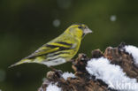 Eurasian Siskin (Carduelis spinus)