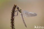 Downy Emerald (Cordulia aenea)