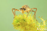 Downy Emerald (Cordulia aenea)