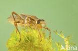 Downy Emerald (Cordulia aenea)