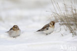 Snow Bunting (Plectrophenax nivalis)