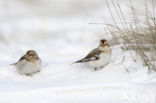 Snow Bunting (Plectrophenax nivalis)