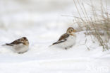 Snow Bunting (Plectrophenax nivalis)