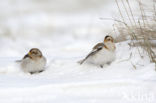 Snow Bunting (Plectrophenax nivalis)