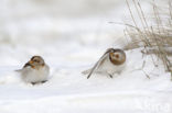 Snow Bunting (Plectrophenax nivalis)