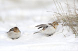 Snow Bunting (Plectrophenax nivalis)