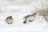 Snow Bunting (Plectrophenax nivalis)