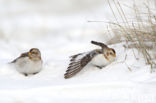 Snow Bunting (Plectrophenax nivalis)